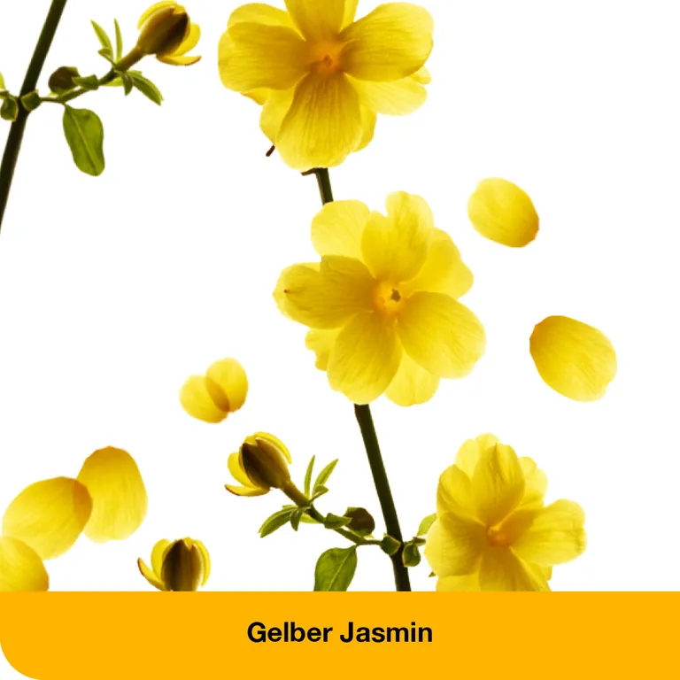 shopapotheke dystoLoges® Tabletten Vatertagsangebot